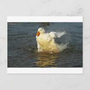 Carte Postale Canard Pekin VII