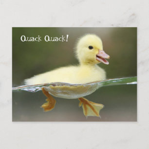 Carte Postale Canard - Quack Quack !