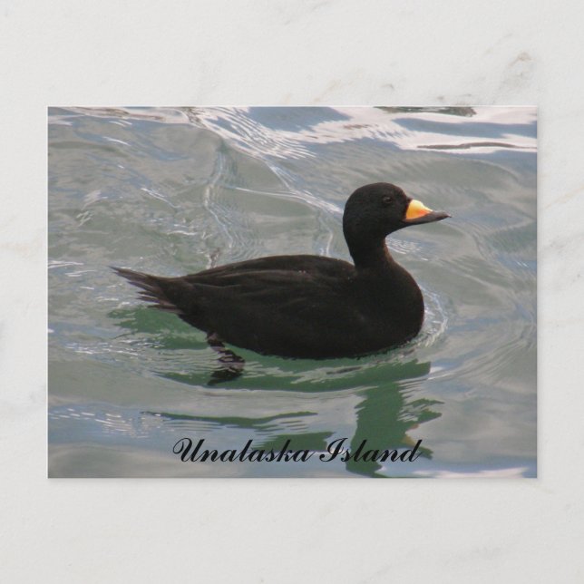 Carte Postale Canard roux noir, île de l'Unalaska (Devant)
