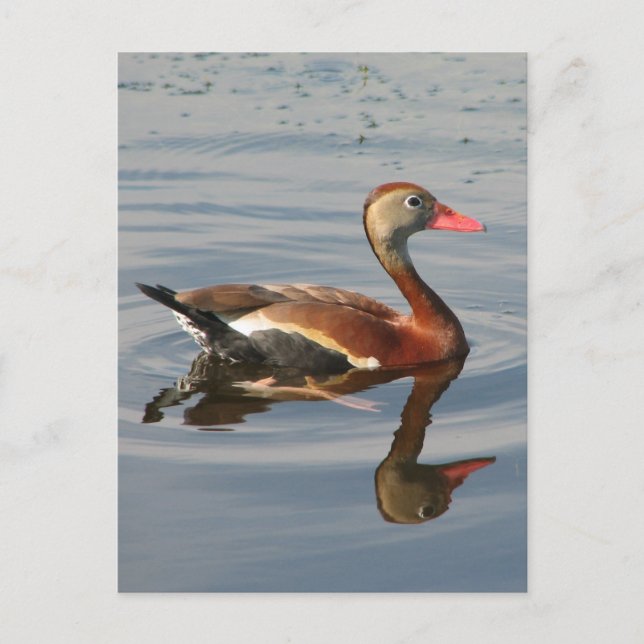 Carte Postale Canard siffleur à ventre noir (Devant)