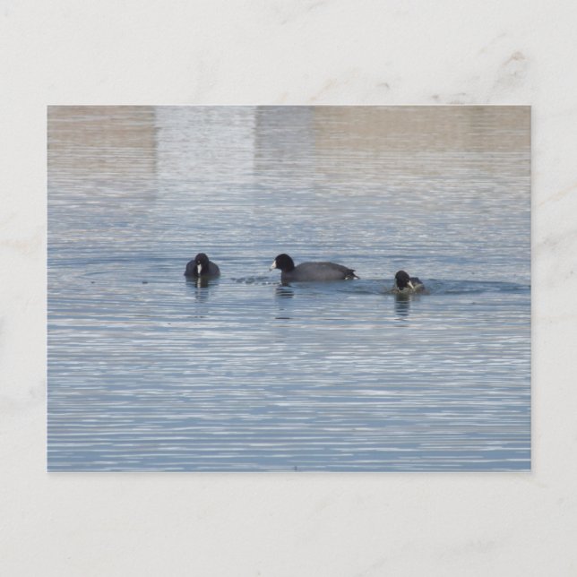 Carte Postale Canards (Devant)