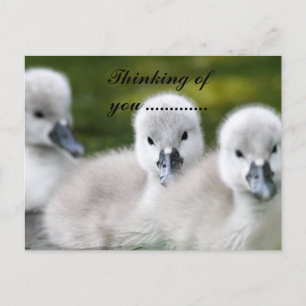 Carte Postale canards