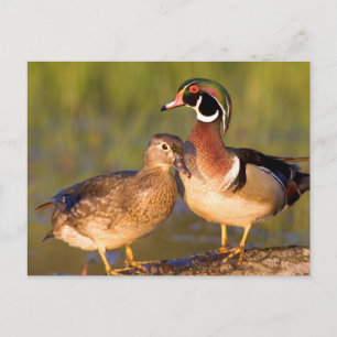 Carte Postale Canards à bois et femelles en bois dans les zones 