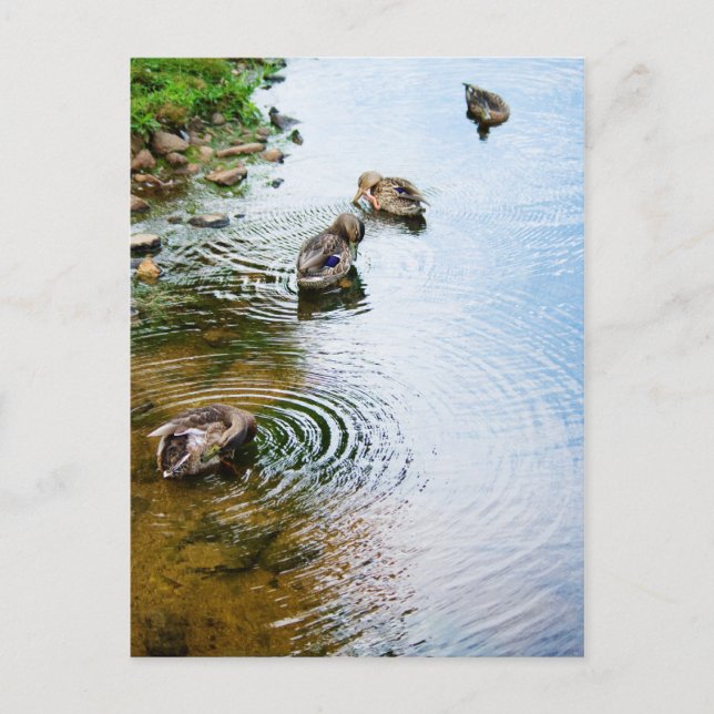 Carte Postale Canards adultes 2 (Devant)