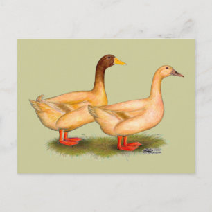 Carte Postale Canards :  Buff Orpington
