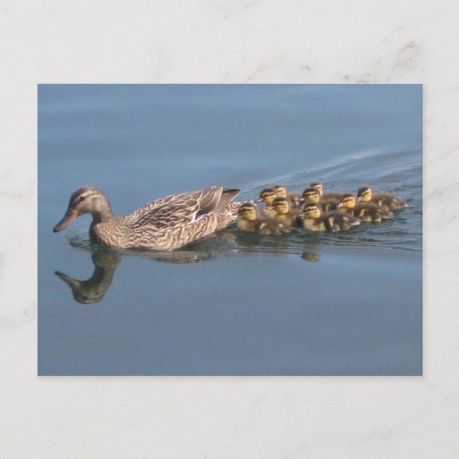 Carte Postale Canards, Canards, Bébés, Faire place aux canards (Devant)