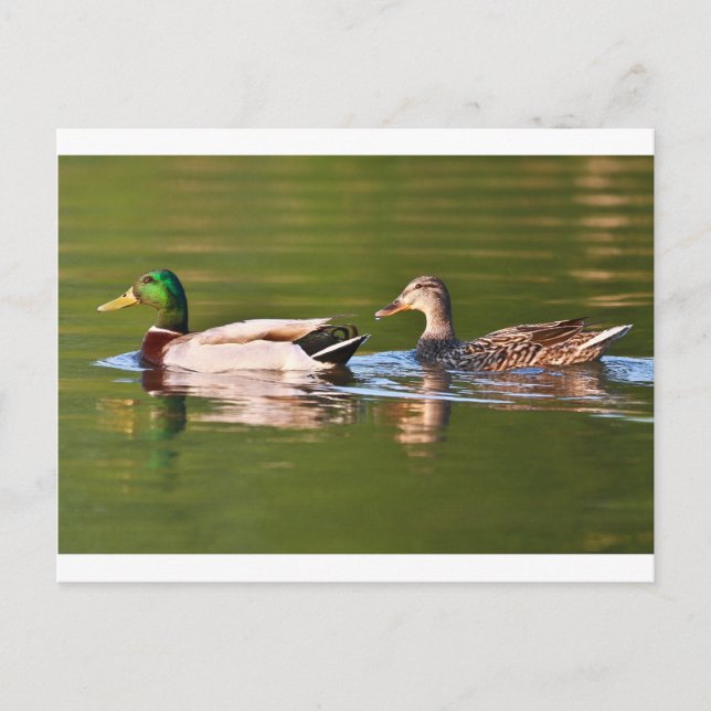 Carte Postale Canards colverts mâle et femelle nageant (Devant)
