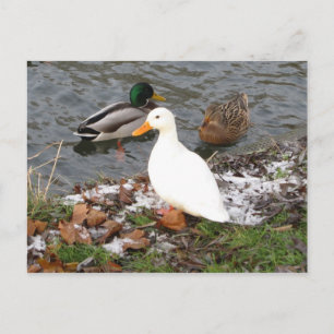 Carte postale Canards de River Cam