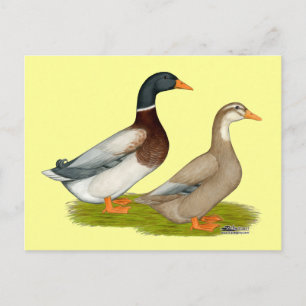 Carte Postale Canards de Saxe