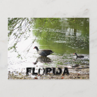 Carte Postale Canards en Floride