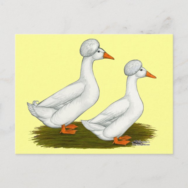 Carte Postale Canards : Graine blanche (Devant)