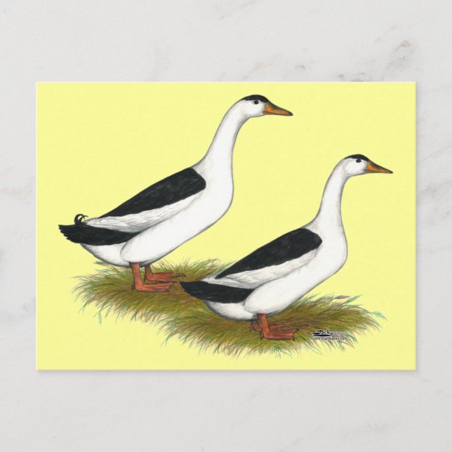 Carte Postale Canards :  Magpies noires (Devant)