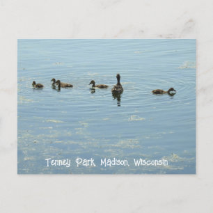 Carte Postale Canards nageant au lac Mendota Madison Wisconsin