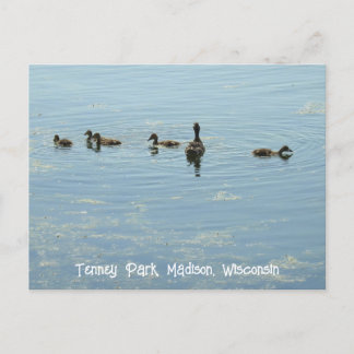 Carte Postale Canards nageant au lac Mendota Madison Wisconsin