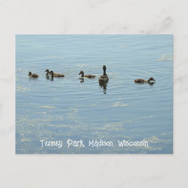 Carte Postale Canards nageant au lac Mendota Madison Wisconsin (Devant)