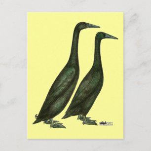 Carte Postale Canards noirs