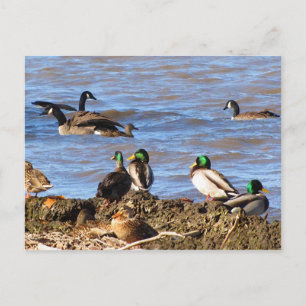 Carte postale Canards observant les oies