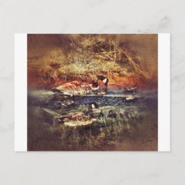 Carte Postale Canards sauvages