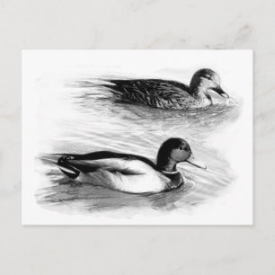 Carte Postale Canards sur le lac
