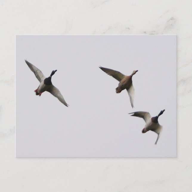 Carte postale Canards Volants  (Devant)