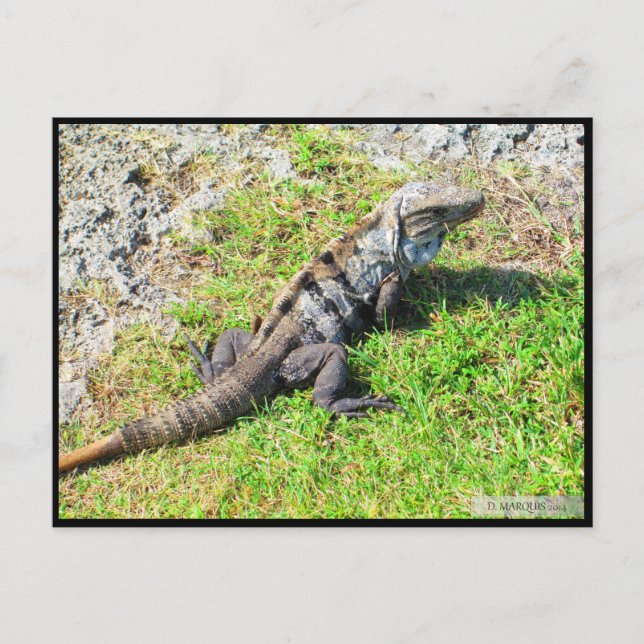 CARTE POSTALE CANCUN #16 POSTCARD (Devant)