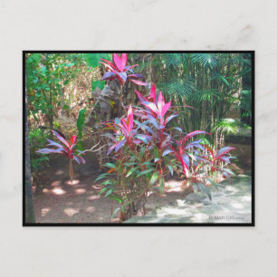 CARTE POSTALE CANCUN #17 POSTCARD