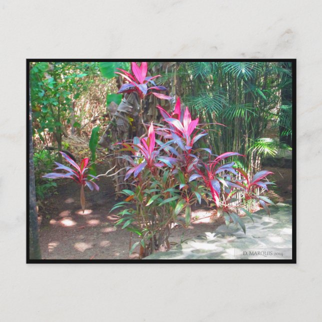 CARTE POSTALE CANCUN #17 POSTCARD (Devant)