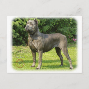 Carte Postale Cane Corso 8R056D-05
