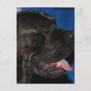 Carte postale Cane Corso Dog