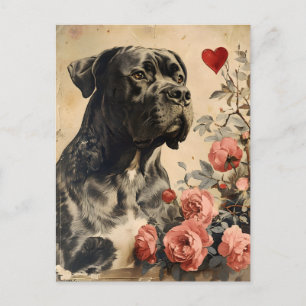 Carte Postale Cane Corso Vintage Saint-Valentin