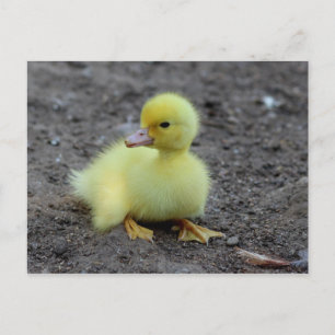Carte Postale Caneton jaune doux et duveteux