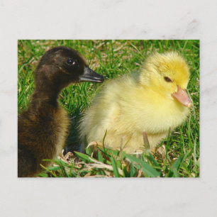 Carte Postale Canetons
