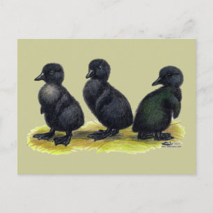 Carte Postale Canetons Black Cayuga