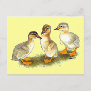 Carte Postale Canetons : Buff Orpingtons