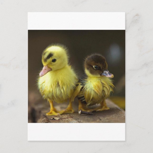 Carte Postale Canettes (Devant)