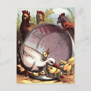 Carte Postale Canettes et poules