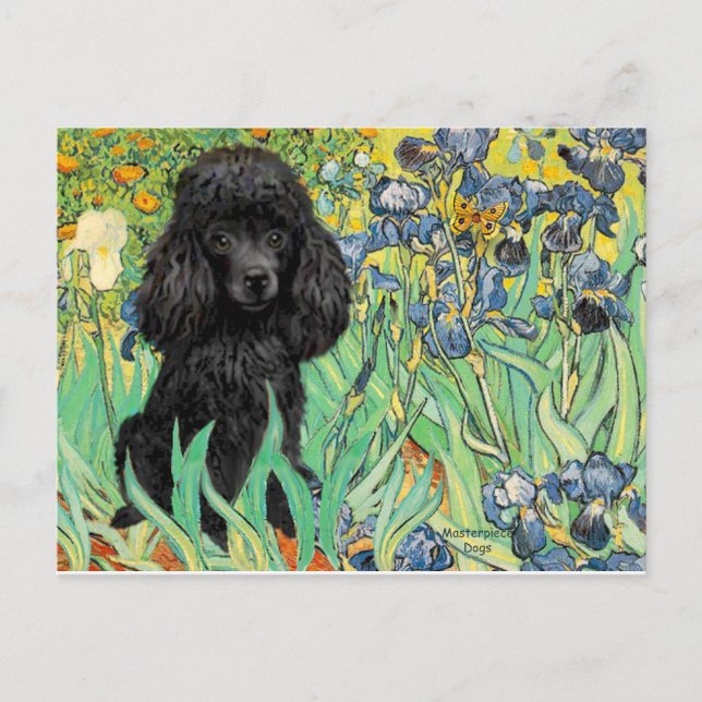 Carte Postale Caniche (noir 1) - Iris (Devant)