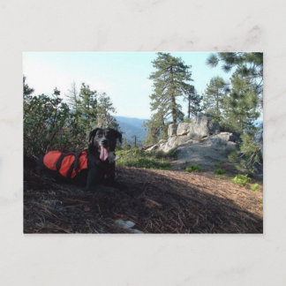 Carte Postale Canines de conservation de Haley de chien