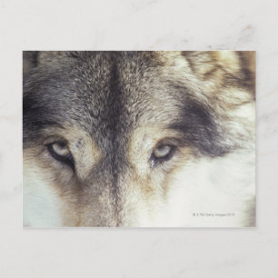 Carte Postale Canis Lupus