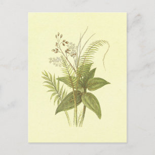 Carte Postale Canne et cannelle Vintage Lithographie