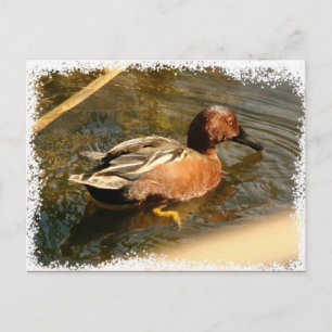 Carte postale Cannelle Turquoise Canard