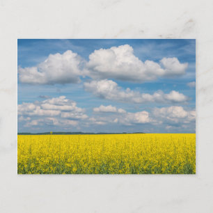 Carte Postale Canola Field & Nuages
