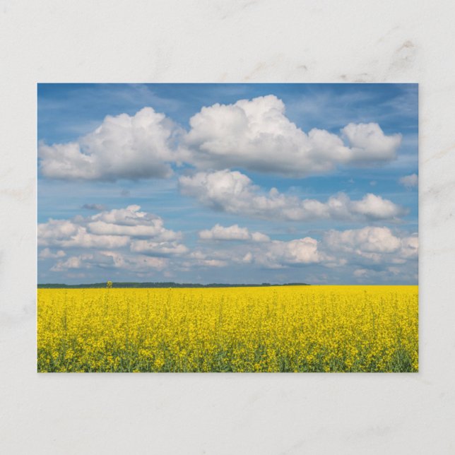 Carte Postale Canola Field & Nuages (Devant)
