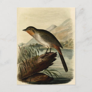 Carte Postale Canon Finch