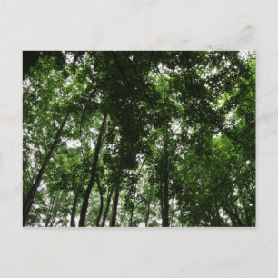 Carte Postale Canopée des bois 01