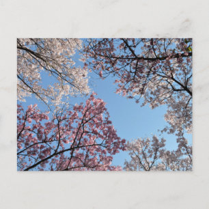 Carte Postale Canopée en fleurs de cerisier : Tokyo, Japon