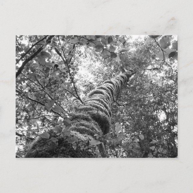 Carte postale Canopy (b&w) (Devant)