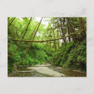 Carte Postale Canyon Fern I au Parc national de Redwood