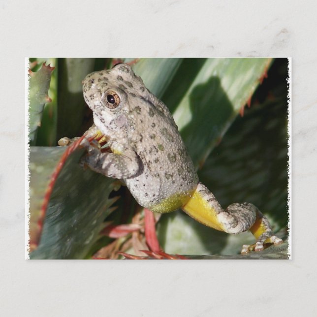CARTE POSTALE CANYON TREEFROG (Devant)
