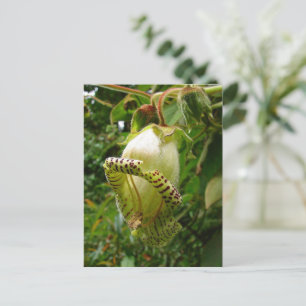 Carte Postale Capanea Grandiflora